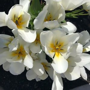 Meet your Posher, Lily